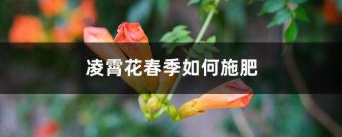 凌霄花春季如何施肥，几月份施肥比较好