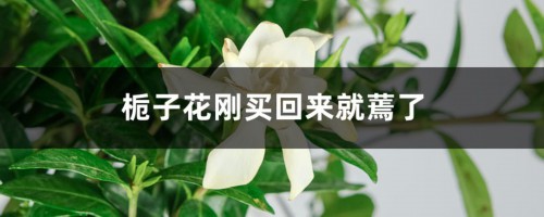 栀子花刚买回来就蔫了怎么办