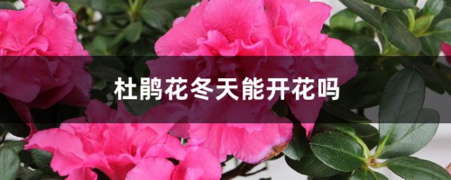 杜鹃花冬天能开花吗